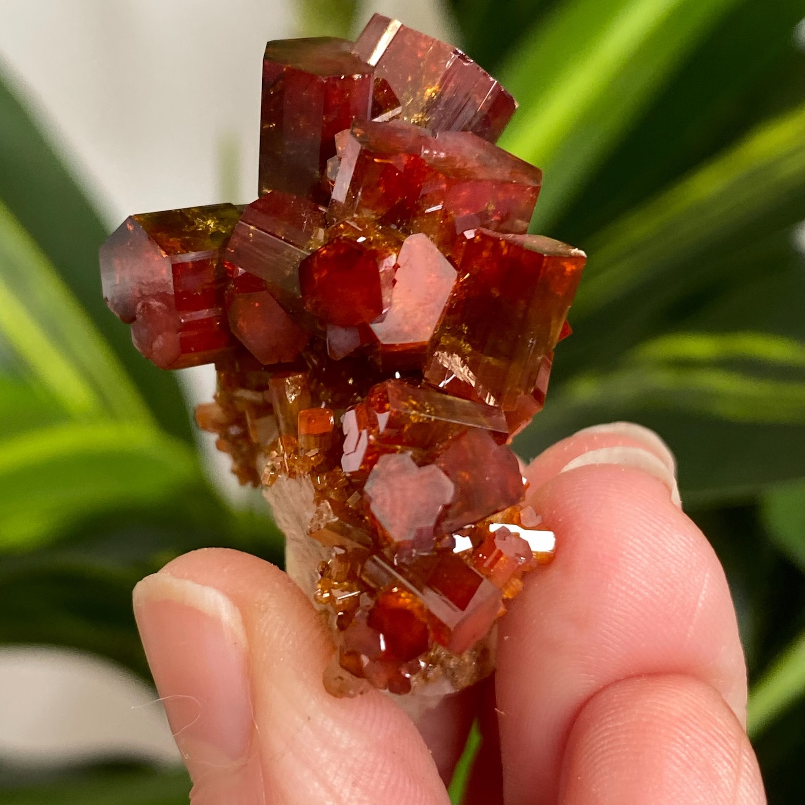 Vanadinite on Baryte – Elongated Beryl-Like Prismatic Crystals with Bi-Color Red Zoning