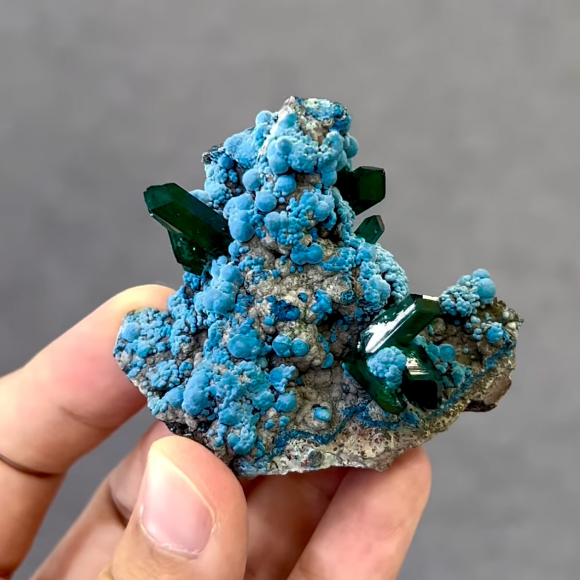 Dioptase on Chrysocolla – Gemmy Emerald-Green Crystals on Vibrant Botryoidal Blue Matrix
