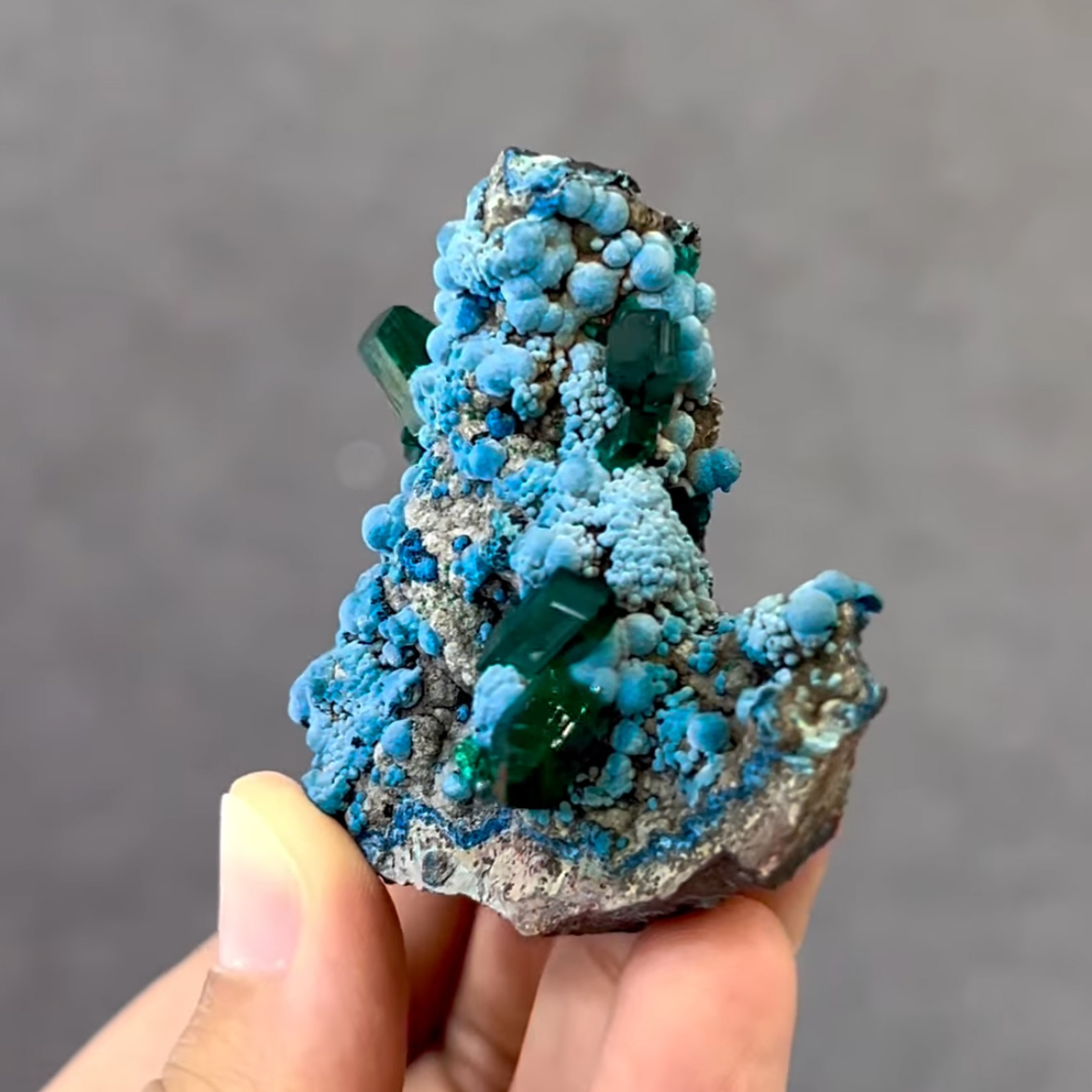 Dioptase on Chrysocolla – Gemmy Emerald-Green Crystals on Vibrant Botryoidal Blue Matrix
