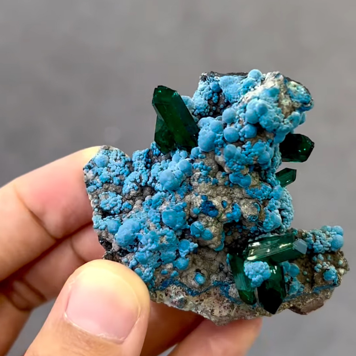 Dioptase on Chrysocolla – Gemmy Emerald-Green Crystals on Vibrant Botryoidal Blue Matrix