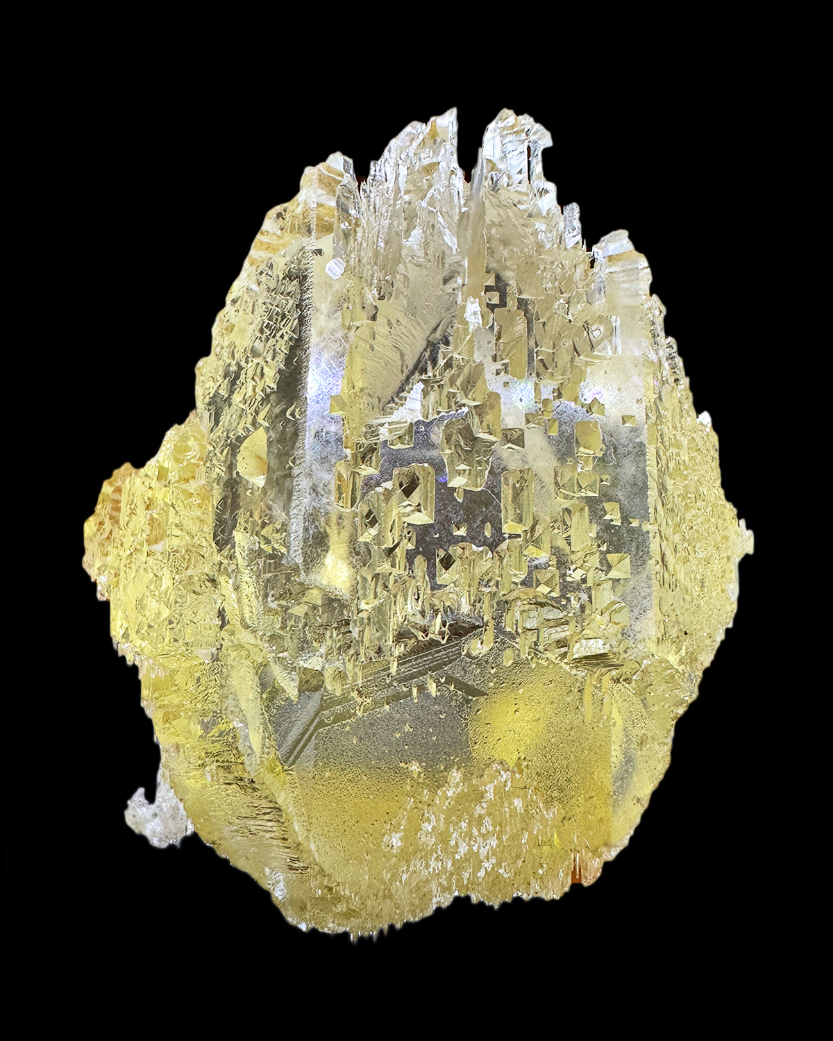 Related Specimen