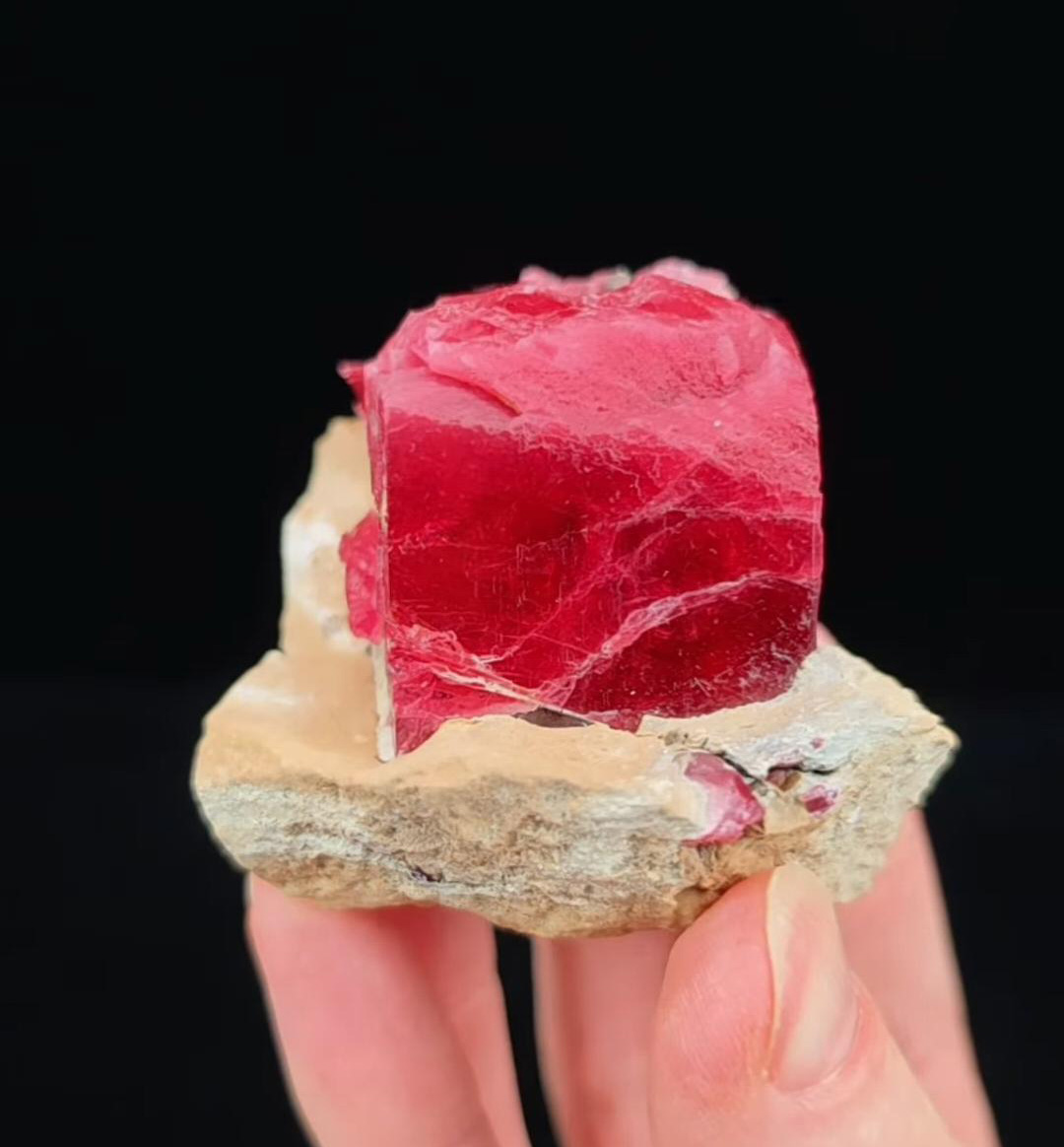 Related Specimen