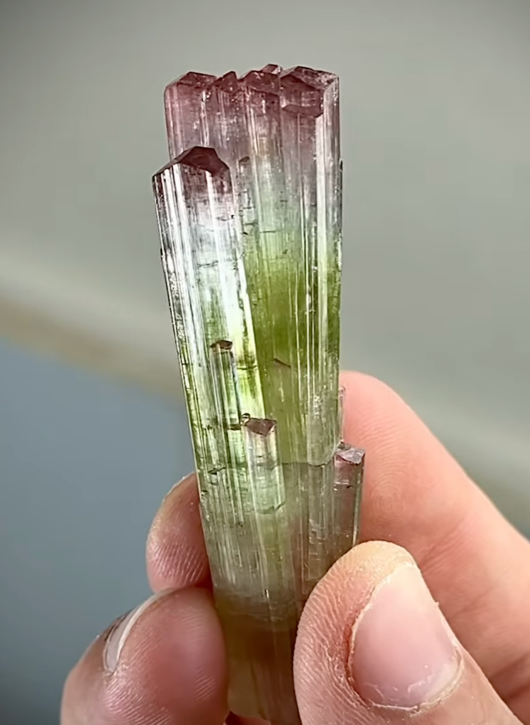 Tourmaline - Natural Watermelon Multicolor Crystal with Pristine Termination