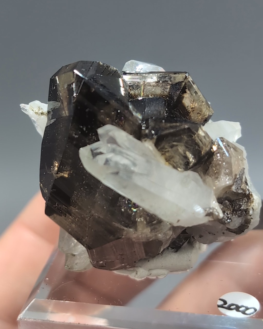 Cassiterite with Quartz - Lustrous, Gemmy Twinned Crystals