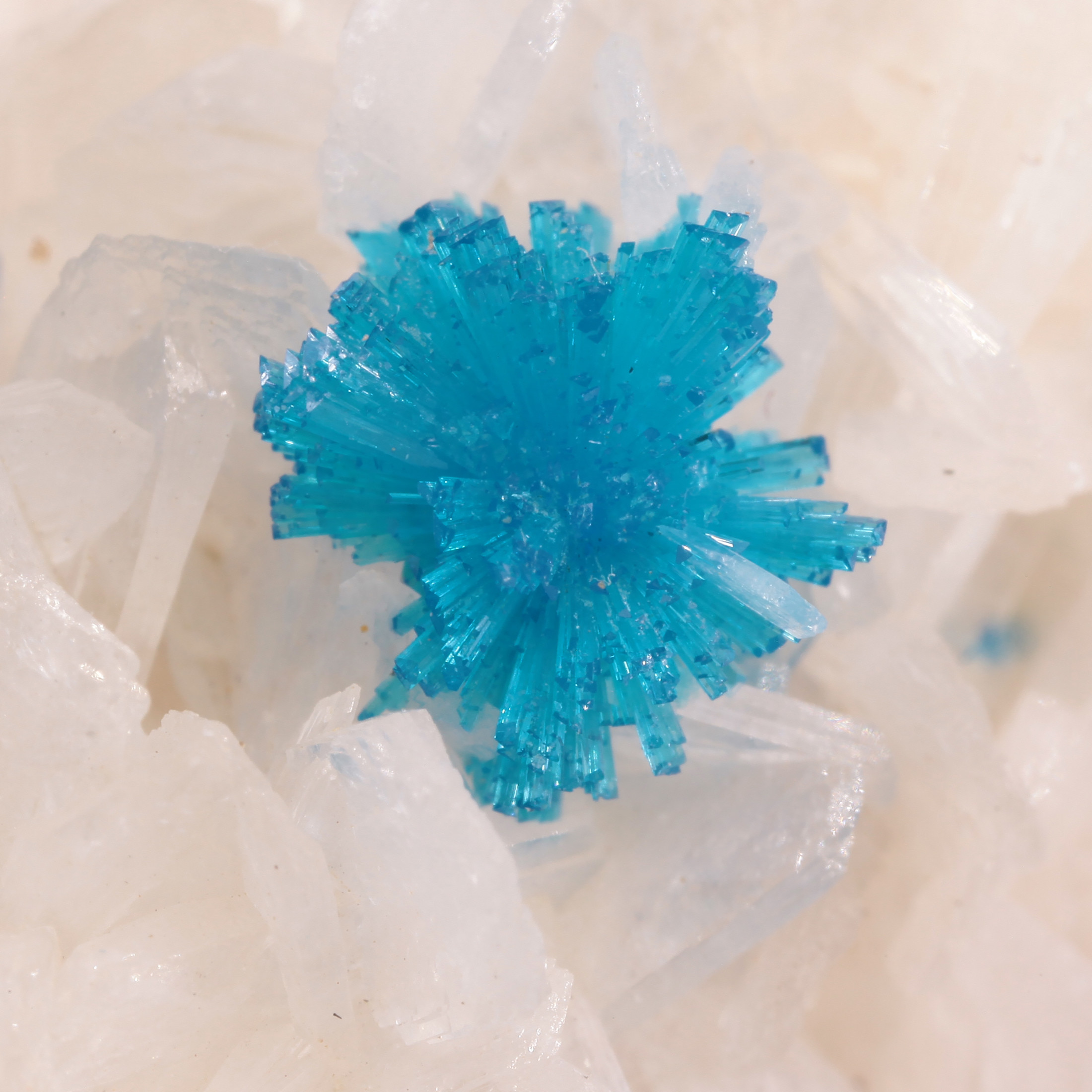 Cavansite on Stilbite-Ca - India